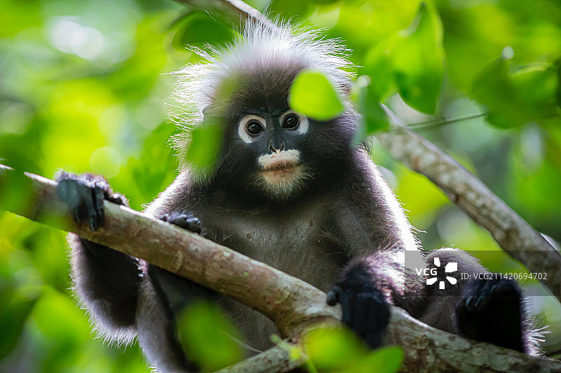 低角度视角：坐在树上的长尾叶猴，印度尼西亚图片素材
