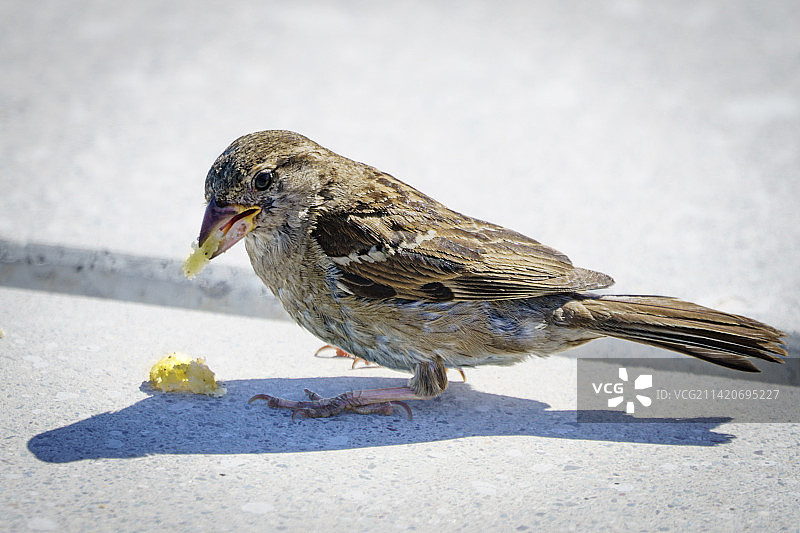 麻雀栖息在雪地上的特写，智利，蒙特港图片素材