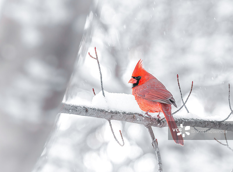 冬季美国威斯康星州清水湖栖息在树枝上的北美红雀特写图片素材