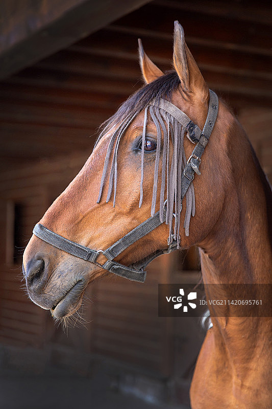 波兰谷仓前纯种赛马特写图片素材