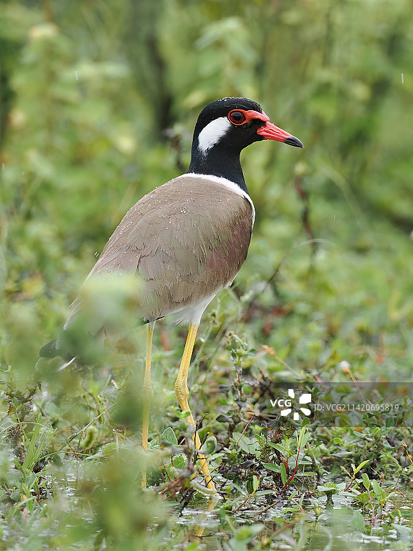 马来西亚雪兰莪州Pulau Indah田野上的热带鸻特写图片素材