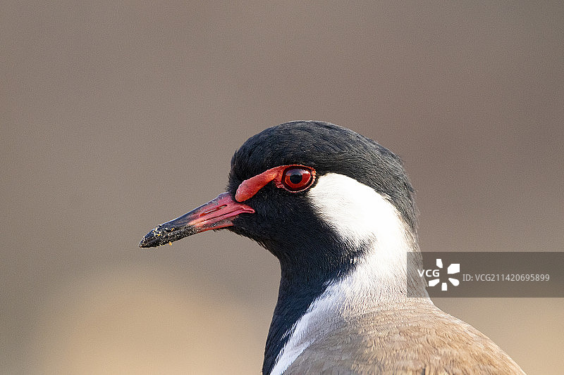 鸻鸟特写图片素材