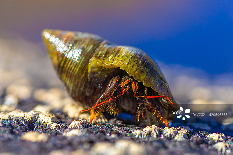 沙滩上沙滩上的螃蟹特写图片素材