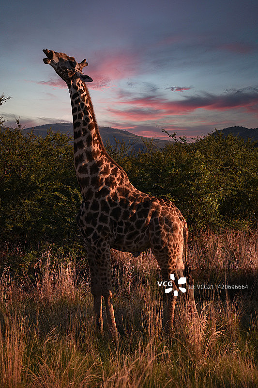 日落时分，南非比勒陀利亚国家公园草地上长颈鹿的侧面照图片素材