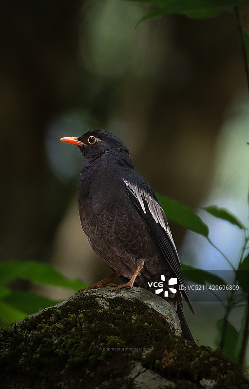 黑歌鸫栖息在岩石上的特写图片素材