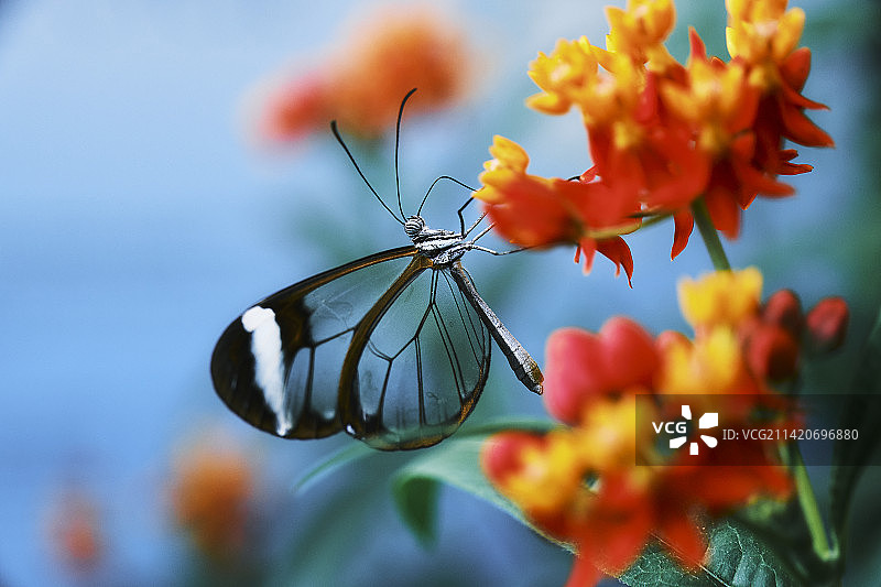 蝴蝶在花上采蜜特写，哥本哈根，丹麦图片素材