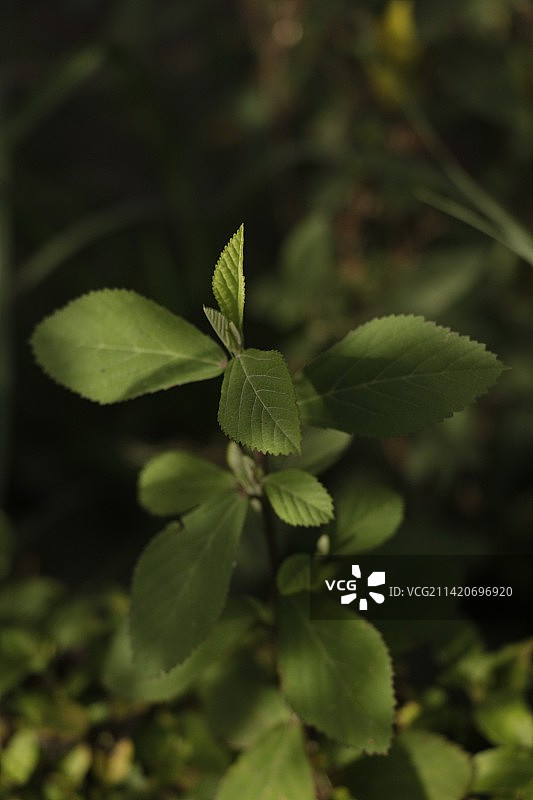 绿色叶子的特写，玛琅，印度尼西亚图片素材