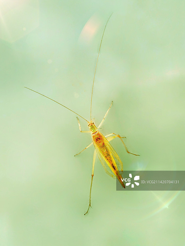 攀登——朝霞中螽斯的特写图片素材