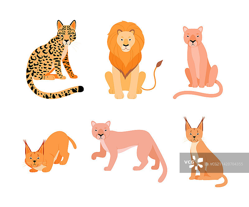 狞猫、狮子、美洲狮等野生猫科动物组合图片素材