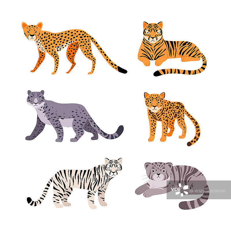 各种不同的野生猫科动物：猎豹和狞猫图片素材