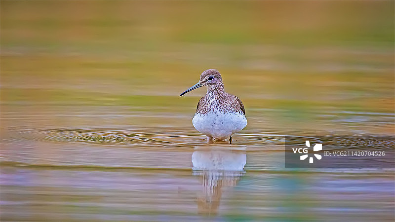 春光鹬影，美丽的涟漪。图片素材