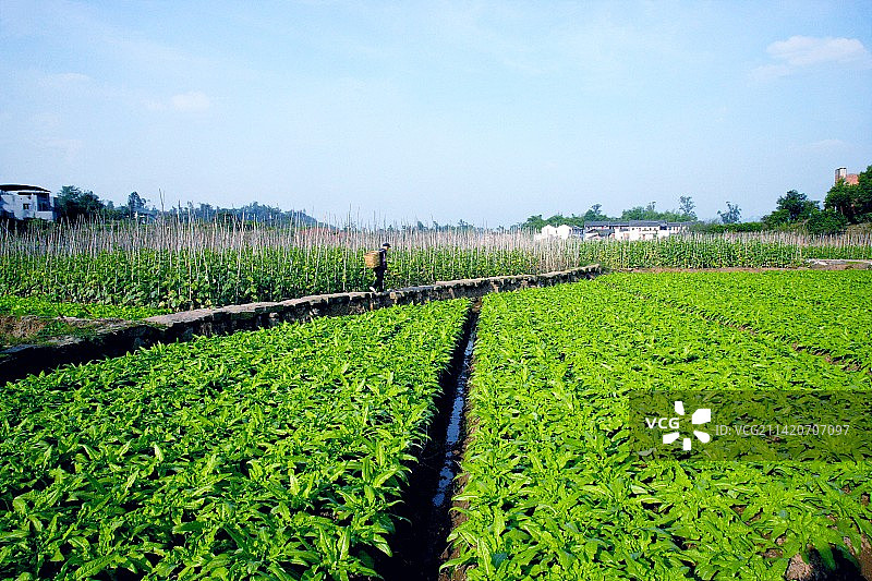 璧山县新堰村蔬菜基地图片素材