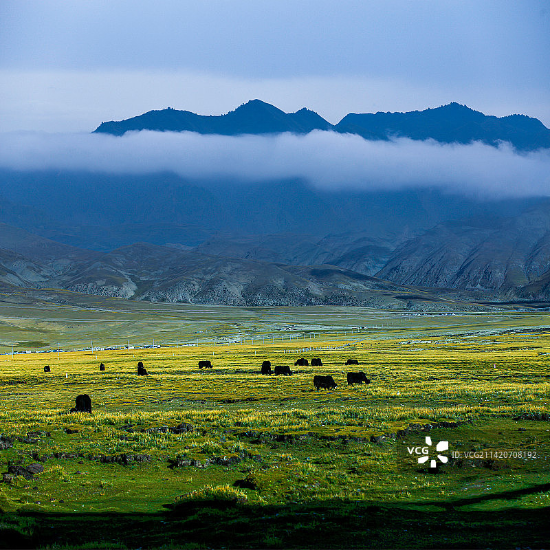 西藏那曲境内雪峰下的高原牧场图片素材