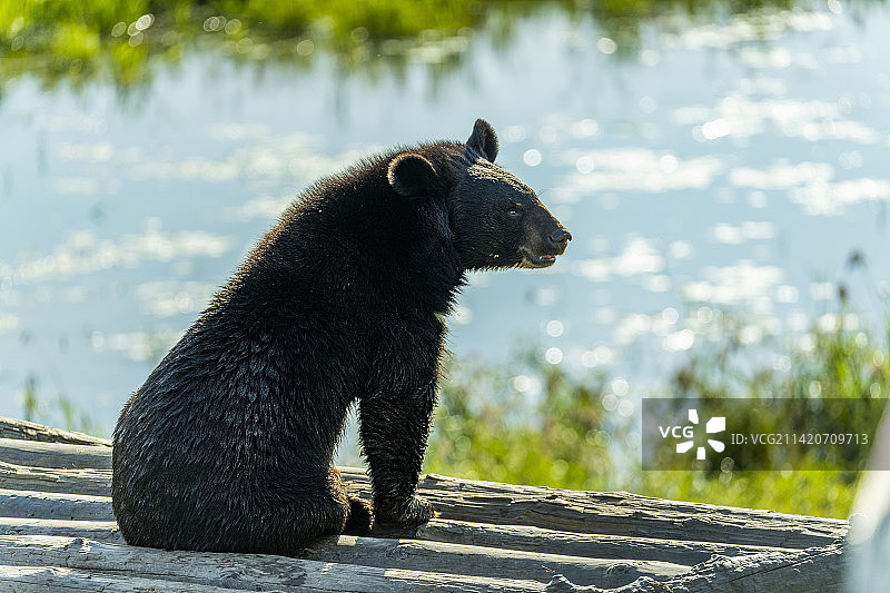 黑瞎子岛乌苏大桥图片素材