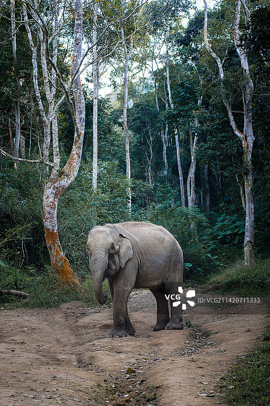 森林里的大象图片素材