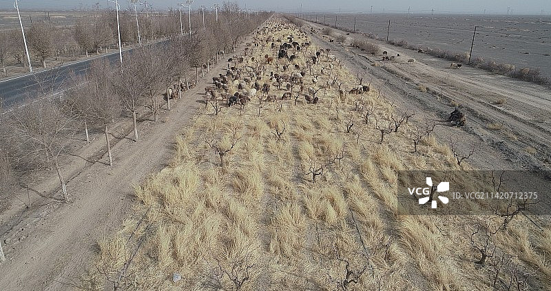 新疆哈密：公路边转场的羊群图片素材