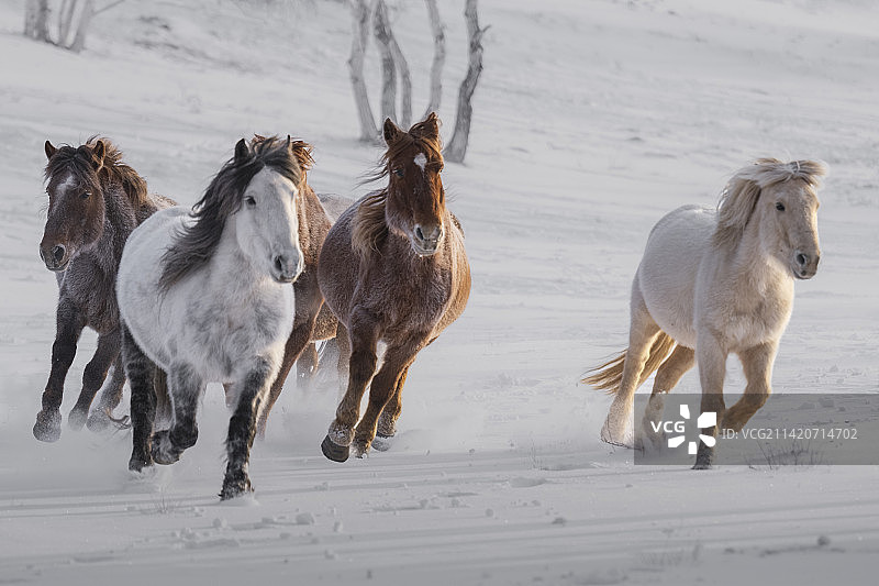 马踏飞雪图片素材