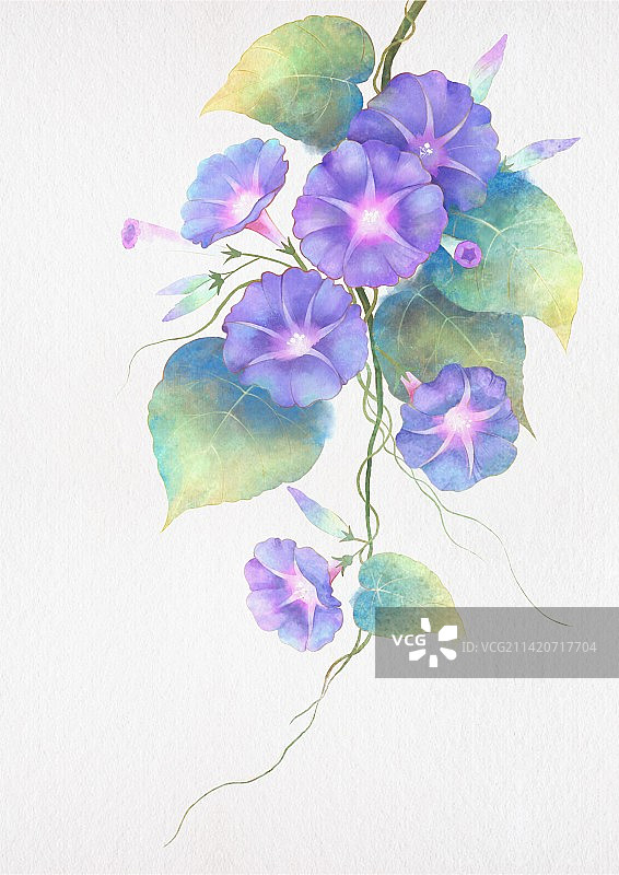 水彩牵牛花图片素材