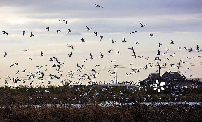 盘锦红海滩图片素材