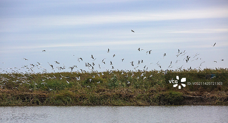 盘锦红海滩图片素材