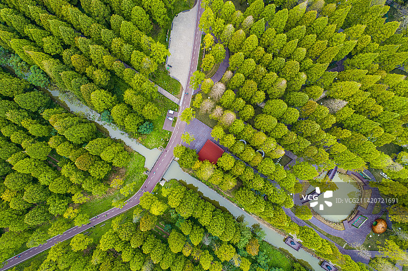 江苏盐城黄海森林公园图片素材