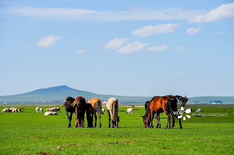 中国内蒙古克什克腾旗贡格尔草原风情图片素材
