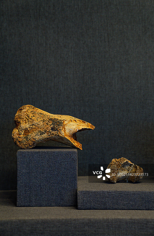 新生代动物化石图片素材