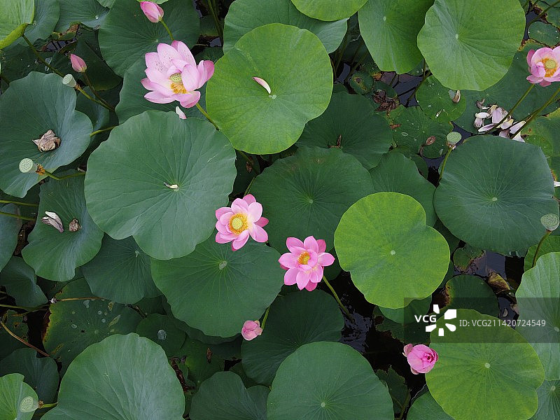 航拍池塘荷花图片素材