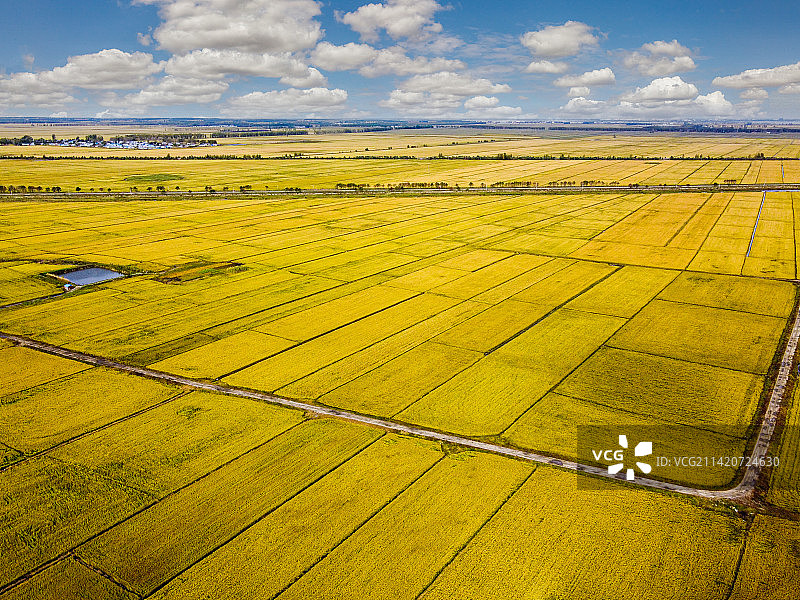 三江平原秋天水稻大田图片素材