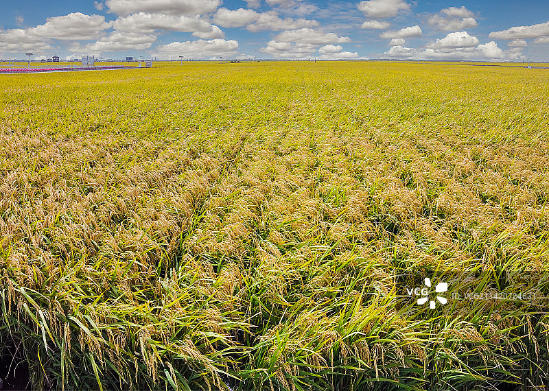 三江平原秋天水稻大田图片素材