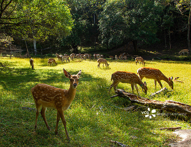 小兴安岭鹿场的梅花鹿图片素材