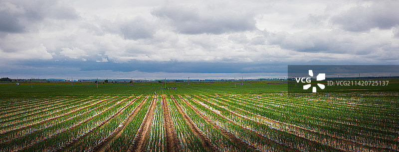 春天三江平原大田风光图片素材