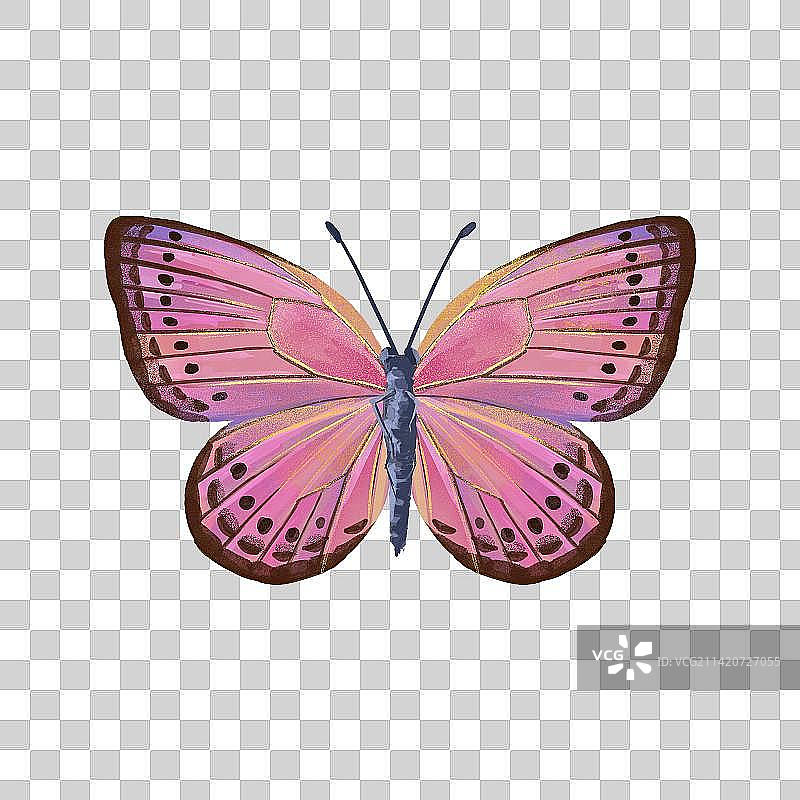 水彩手绘蝴蝶图片素材