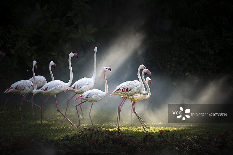 林中仙子图片素材