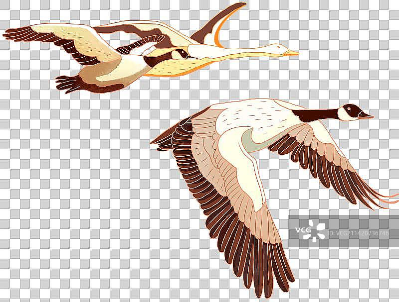 飞翔的候鸟2图片素材