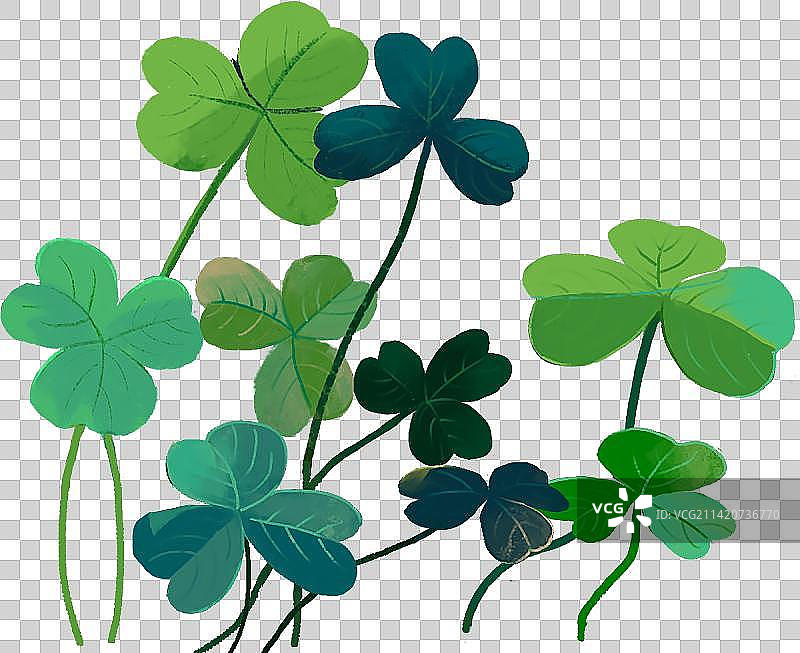 三叶草特写图片素材