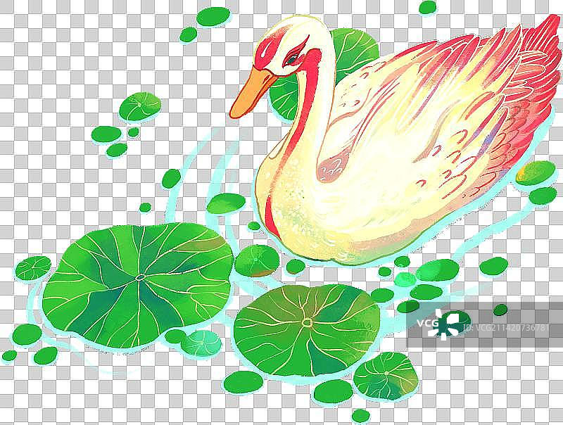 夏天浮水的鸭子图片素材