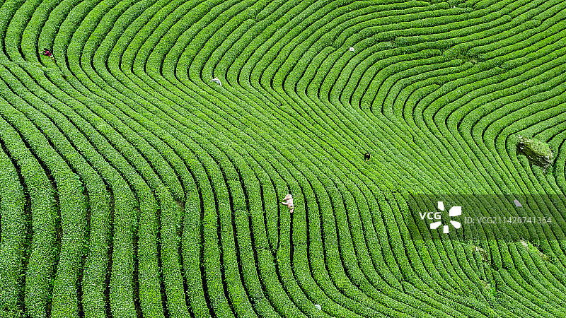 汉中茶园图片素材