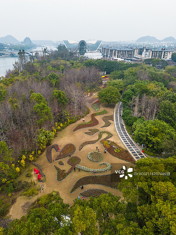 桂林春季訾洲公园的紫荆花图片素材