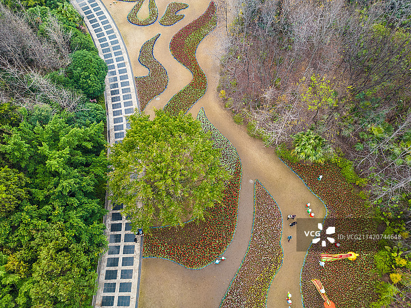 桂林春季訾洲公园的紫荆花图片素材