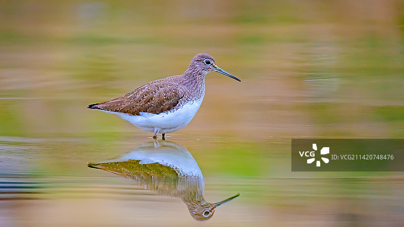 春光鹬影，美丽的倒影！图片素材