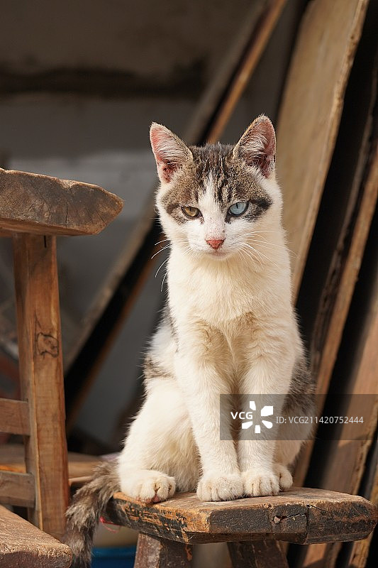 异瞳猫图片素材