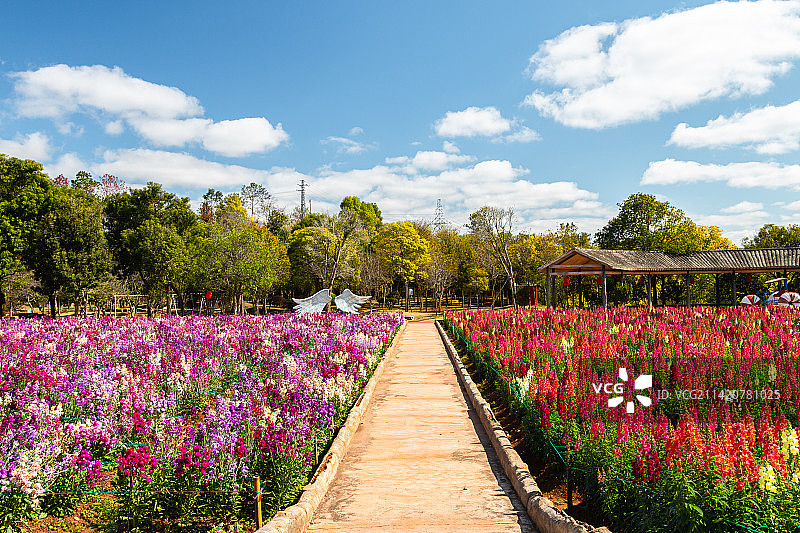 梅州市平远县曼陀山庄花海图片素材