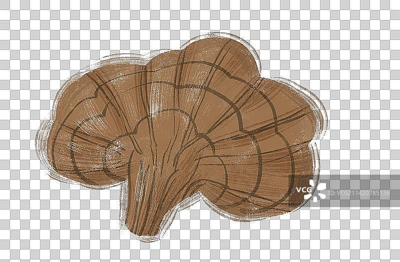 灵芝插画元素图片素材