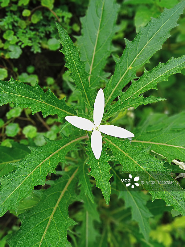 印度尼西亚的开花植物高角度视图图片素材