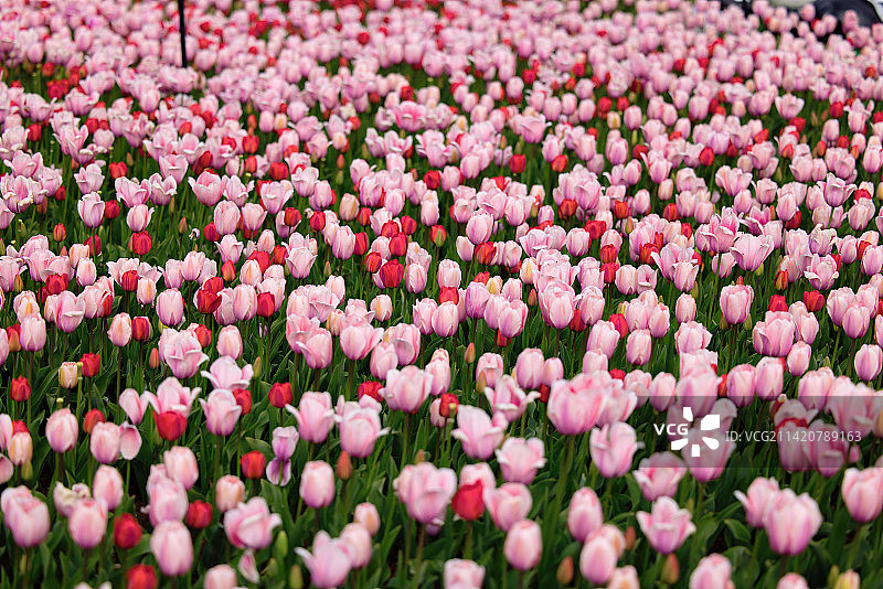 粉色郁金香，郁金香图片素材