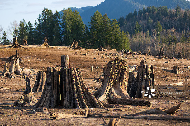 被砍伐的树图片素材