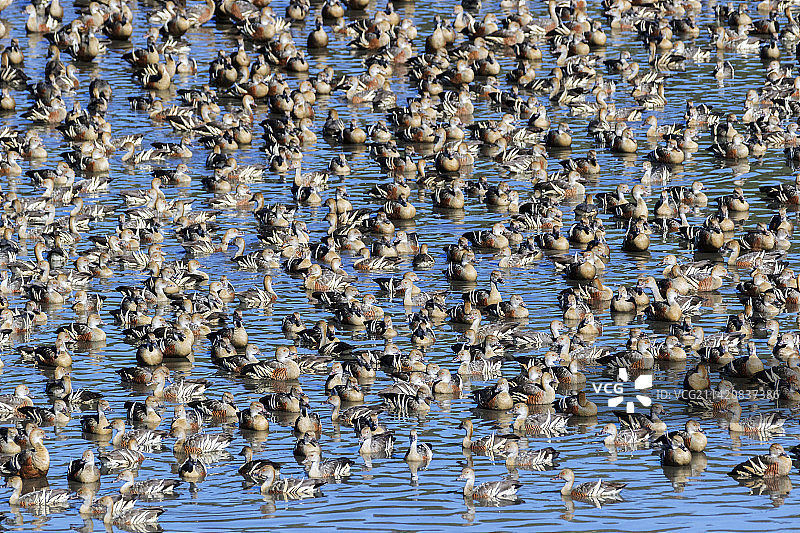 一群长嘴树鸭游泳图片素材