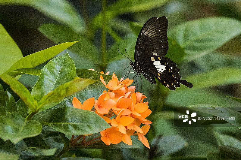 蝴蝶与龙船花图片素材