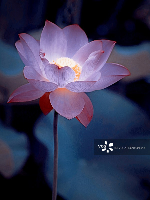 粉色荷花图片素材